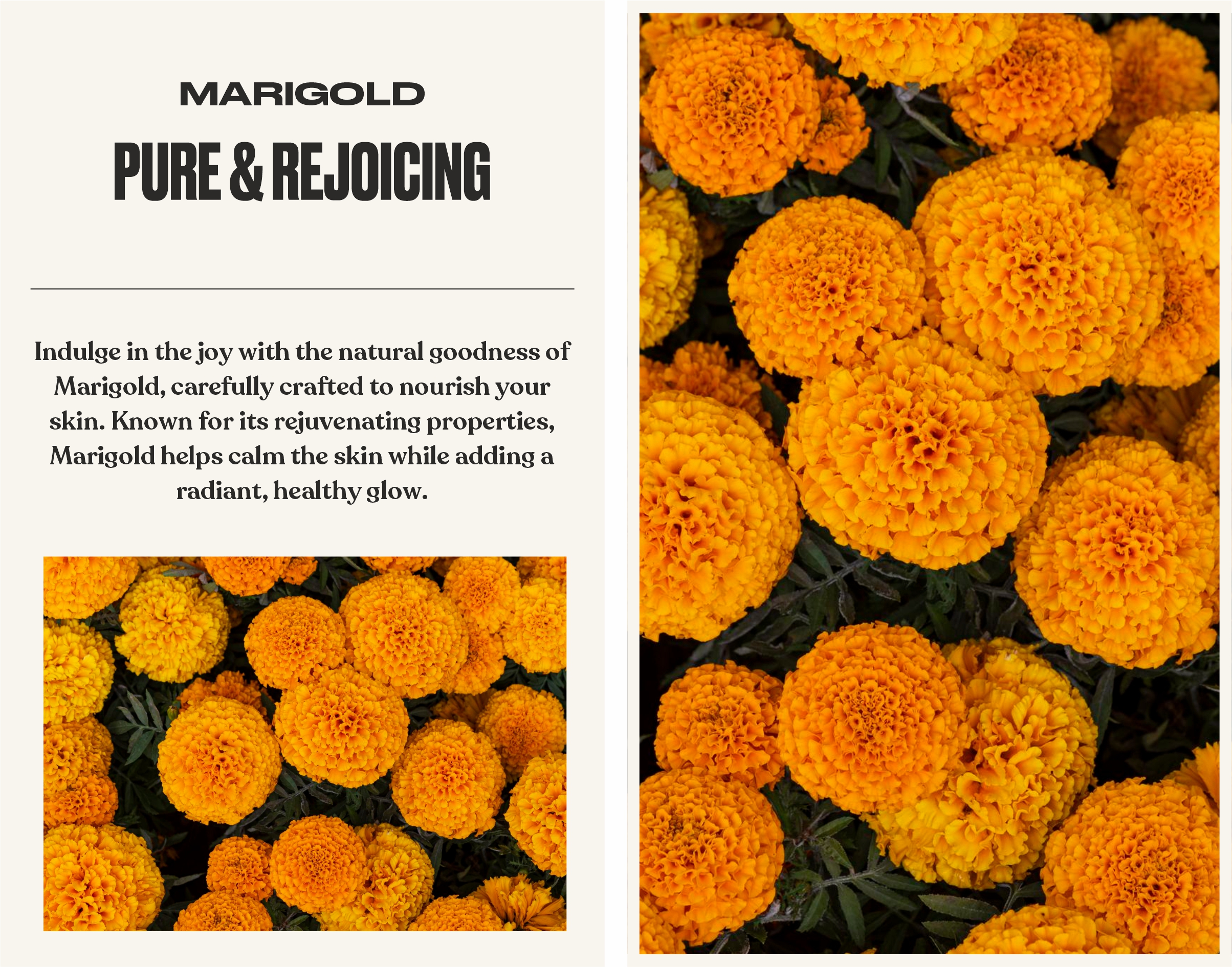 Marigold